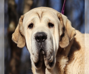 Spanish Mastiff Dog Breeder near DRYDEN, VA, USA