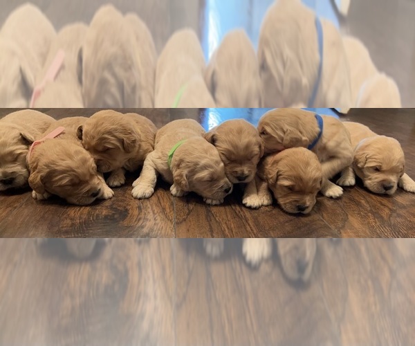 Medium Photo #1  Breeder Profile in BETHPAGE, TN, USA
