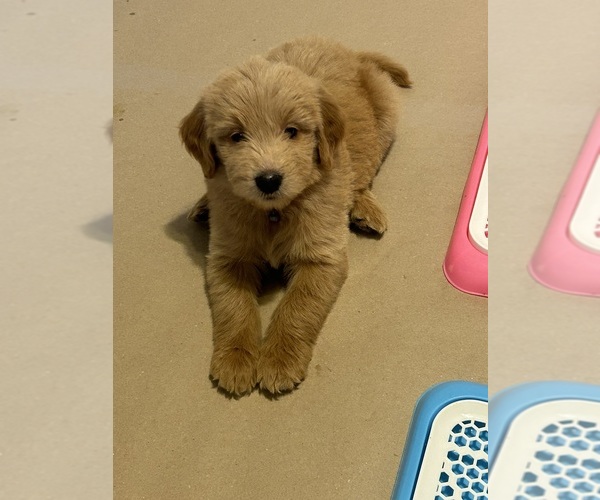 Medium Photo #1  Breeder Profile in LAKE GENEVA, WI, USA