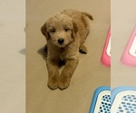 Small breeder photo