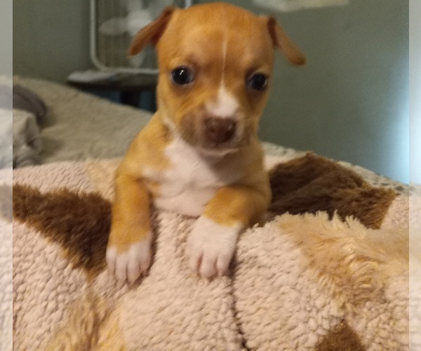 Medium Photo #1  Breeder Profile in COLUMBUS, OH, USA
