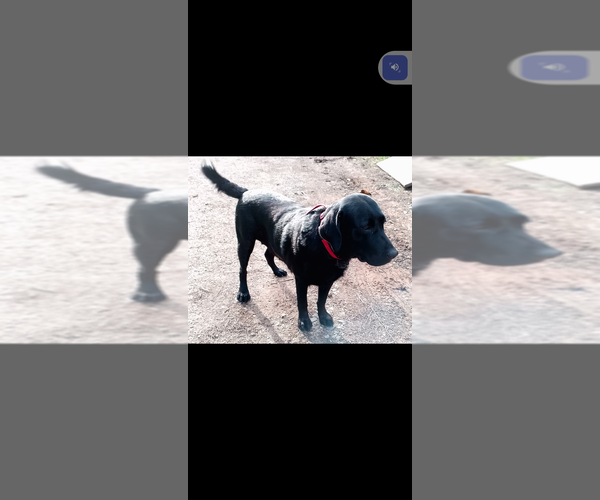 Medium Photo #23  Breeder Profile in IONE, CA, USA