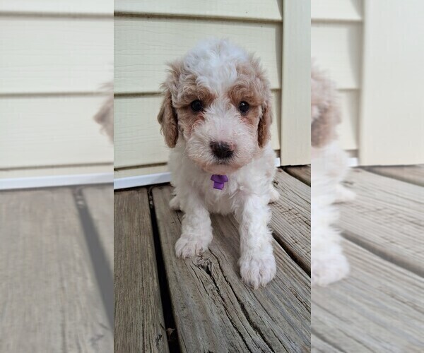 Medium Photo #60  Breeder Profile in GASTONIA, NC, USA