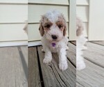 Small #59 Breeder Profile image
