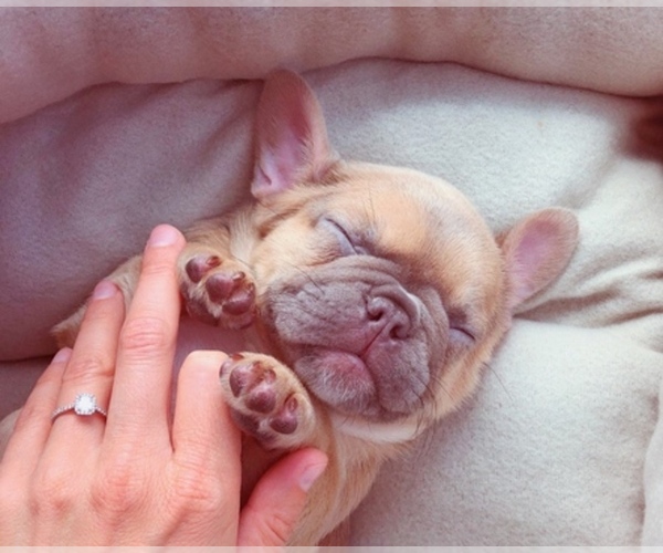 Medium Photo #1  Breeder Profile in POTTER VALLEY, CA, USA