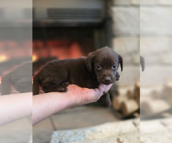 Medium Photo #25  Breeder Profile in FLORA, IL, USA