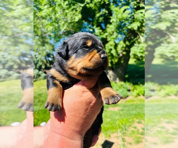 Medium Photo #4  Breeder Profile in UNION, IA, USA