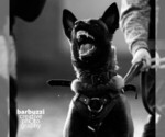 Small #8 Breeder Profile image