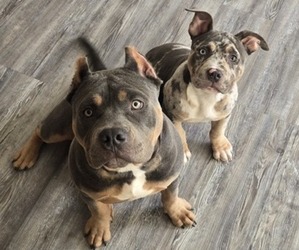 American Bully Dog Breeder near GLEN BURNIE, MD, USA