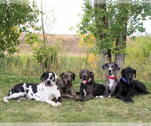 Medium Photo #1  Breeder Profile in FORT LUPTON, CO, USA