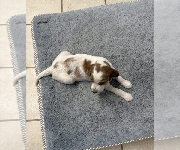 Medium Photo #7  Breeder Profile in MILES, TX, USA