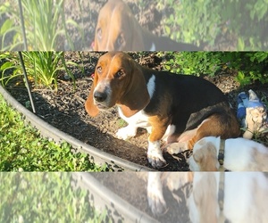 Basset Hound Dog Breeder near PORTLAND, TN, USA