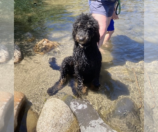 Medium Photo #22  Breeder Profile in DEER PARK, WA, USA