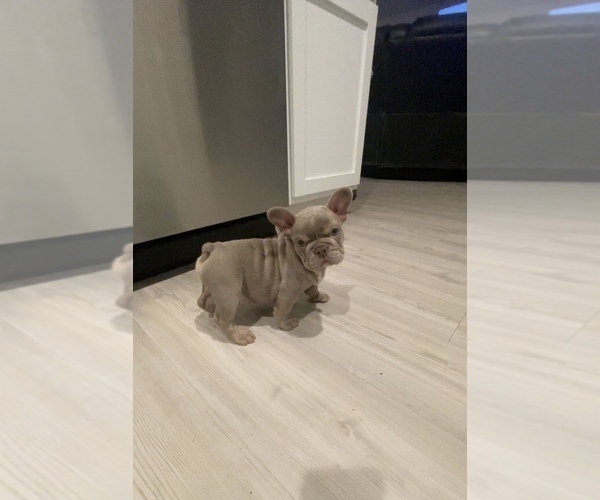 Medium Photo #2  Breeder Profile in HUMBLE, TX, USA