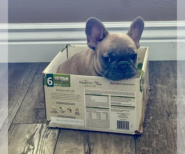 Medium Photo #9  Breeder Profile in PERRIS, CA, USA