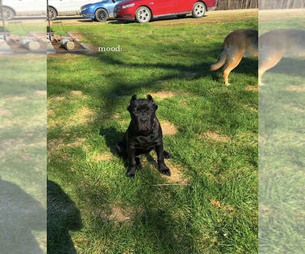 Medium Photo #19  Breeder Profile in PONSFORD, MN, USA