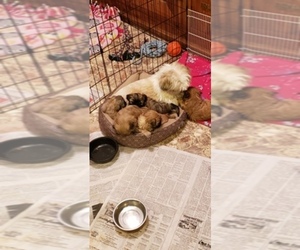 Main photo of Shih Tzu Dog Breeder near KIRKSVILLE, MO, USA