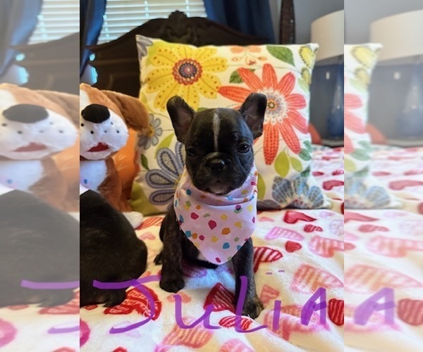 Medium Photo #10  Breeder Profile in Fresno, CA, USA