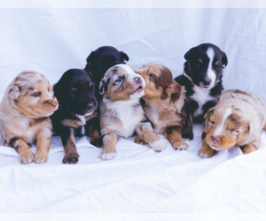 Miniature Australian Shepherd Dog Breeder near CAPE CORAL, FL, USA