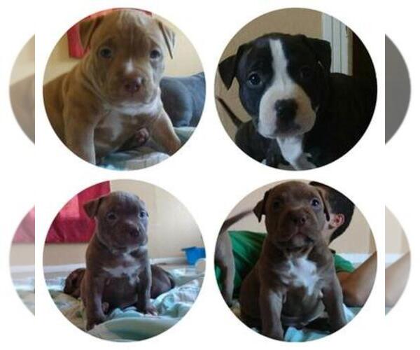 Medium Photo #1  Breeder Profile in KILLEEN, TX, USA