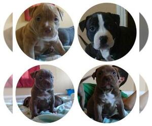 Bullypit Dog Breeder near KILLEEN, TX, USA