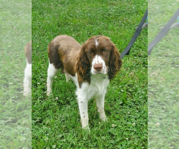 Medium Photo #2  Breeder Profile in WOOSTER, OH, USA