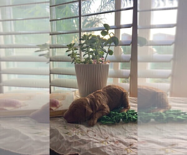 Medium Photo #58  Breeder Profile in FOUNTAIN VALLEY, CA, USA