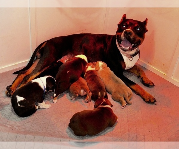 Medium Photo #1  Breeder Profile in TOMS RIVER, NJ, USA