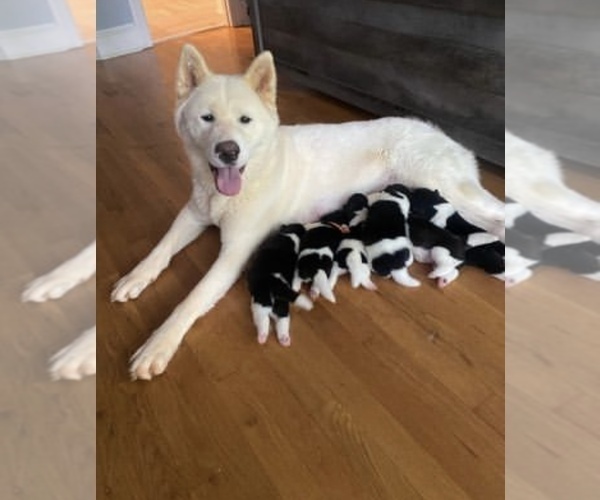 Medium Photo #43  Breeder Profile in MCDONOUGH, GA, USA