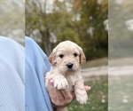 Small Photo #3  Breeder Profile in BLANCHESTER, OH, USA