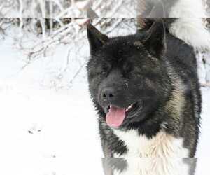 Akita Dog Breeder in FORT SHAW,  USA