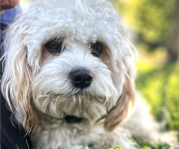 Medium Photo #10  Breeder Profile in REEDS SPRING, MO, USA