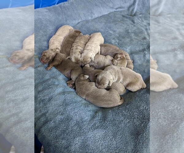 Medium Photo #1  Breeder Profile in ATHOL, ID, USA