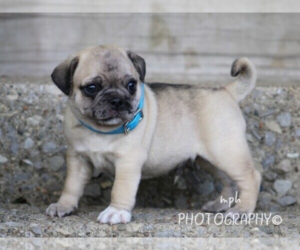 Medium Photo #5  Breeder Profile in LIBERTY, KY, USA
