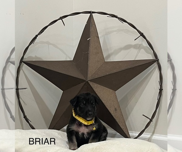Medium Photo #15  Breeder Profile in GRIFFIN, GA, USA
