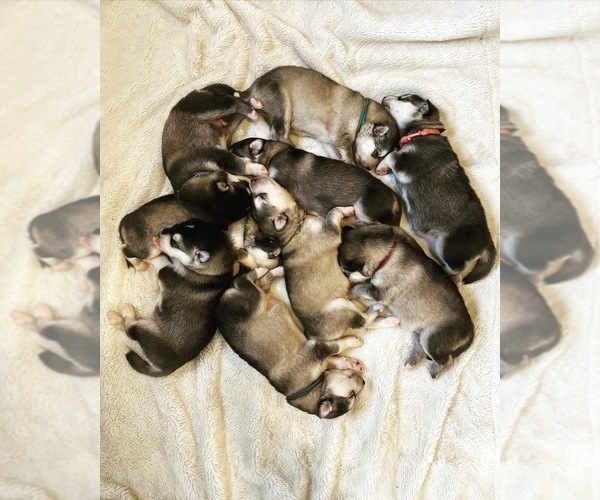 Medium Photo #25  Breeder Profile in FREDERICK, MD, USA