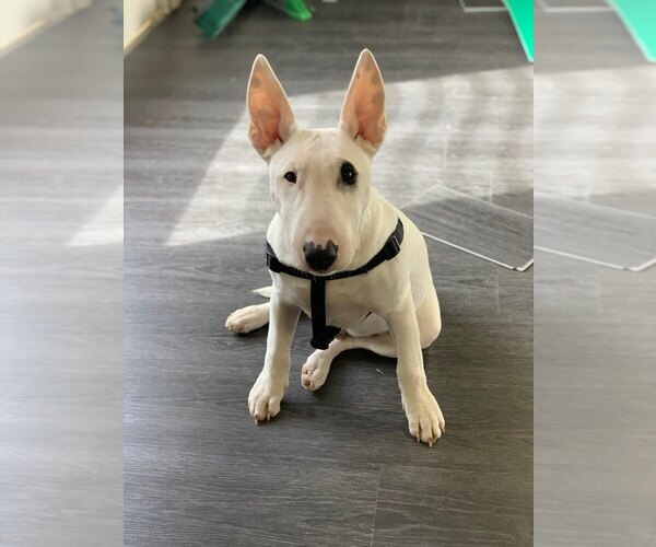 Medium Photo #1  Breeder Profile in BOX SPRINGS, CA, USA