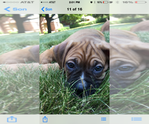 Boxer Dog Breeder near LATHRUP VILLAGE, MI, USA