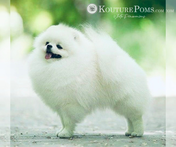 Medium Photo #6  Breeder Profile in CHARLOTTE, NC, USA
