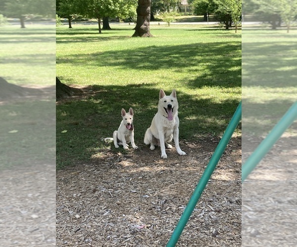 Medium Photo #2  Breeder Profile in SPRINGFIELD, MO, USA