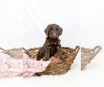 Small #32 Breeder Profile image