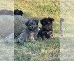 Small #4 Breeder Profile image