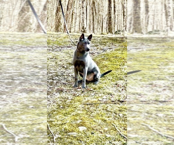 Medium Photo #16  Breeder Profile in POTSDAM, NY, USA