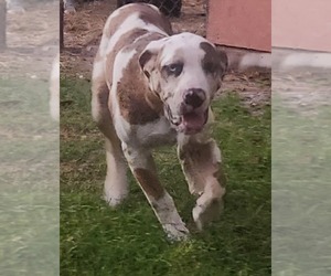 Mastiff-Presa Canario Mix Dog Breeder in NORTH PORT,  USA