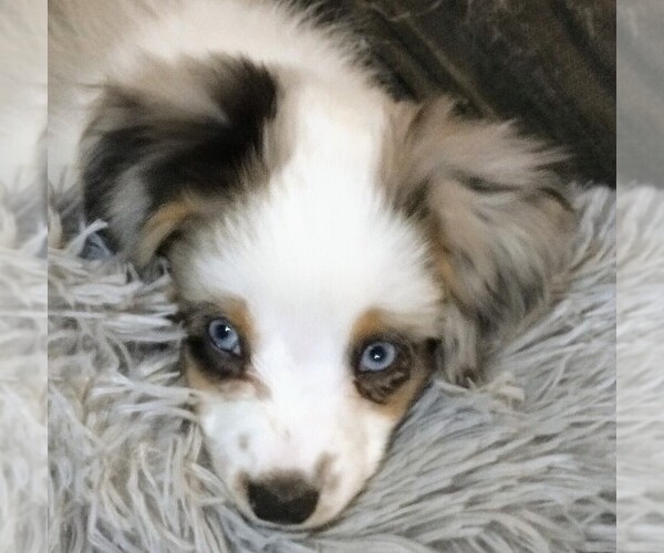 Medium Photo #10  Breeder Profile in SEVERY, KS, USA