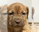 Small #1 Breeder Profile image