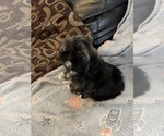 Small breeder photo