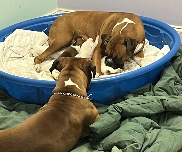 Medium Photo #1  Breeder Profile in FORT PIERCE, FL, USA