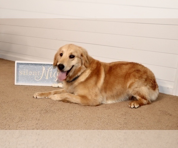 Medium Photo #2  Breeder Profile in DONIPHAN, MO, USA
