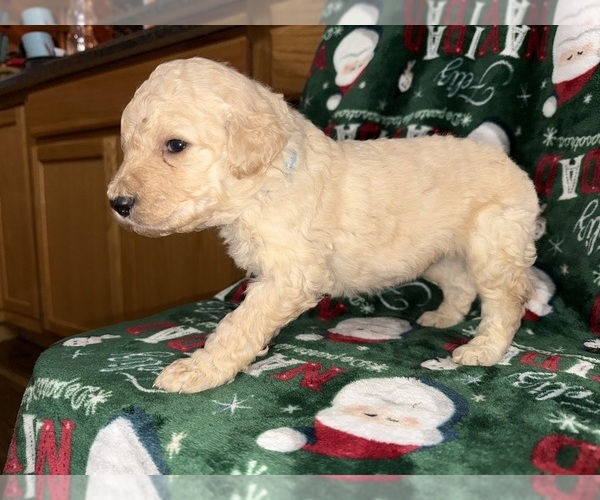 Medium Photo #24  Breeder Profile in HAZEL GREEN, KY, USA